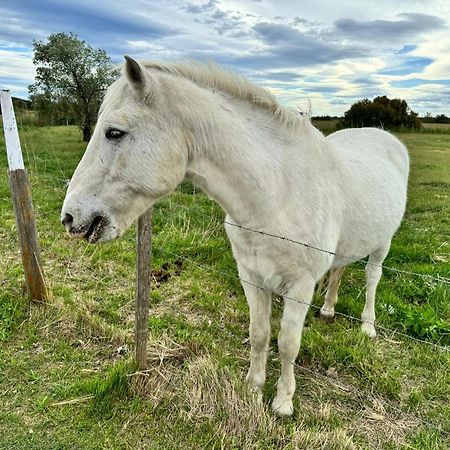 Le Mazet Sooksabai, Confort, Charme Et Decouverte En Petite Camargue Saint-Laurent-dʼAigouze エクステリア 写真